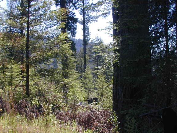 P-7_Occasional_big_tree.JPG (81854 bytes)