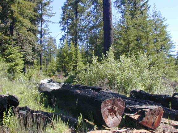P-8_thin_stand_of_trees.JPG (88421 bytes)