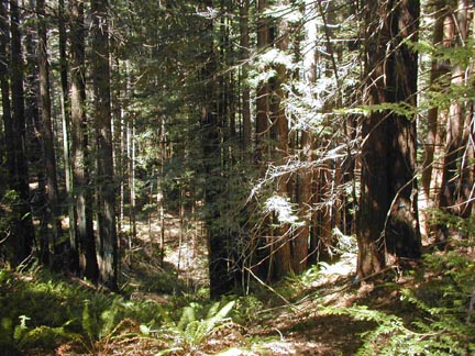 P-10_100_yr_forest_2.JPG (67656 bytes)