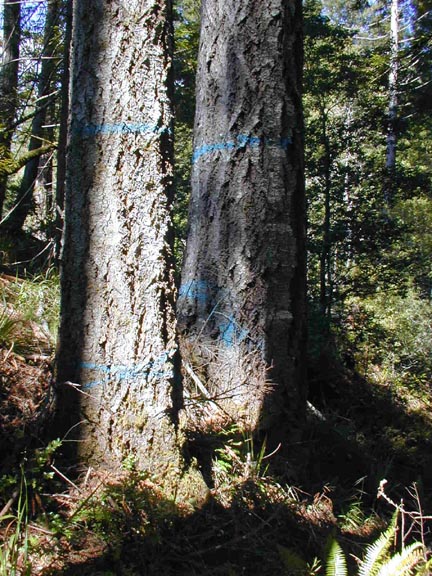 P-12_Big_trees_blue_ring.JPG (110718 bytes)