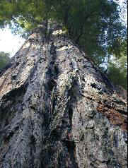 DSCN0063 -- old growth small.JPG (16658 bytes)